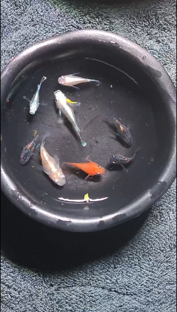 青鳉鱼观背青鳉21