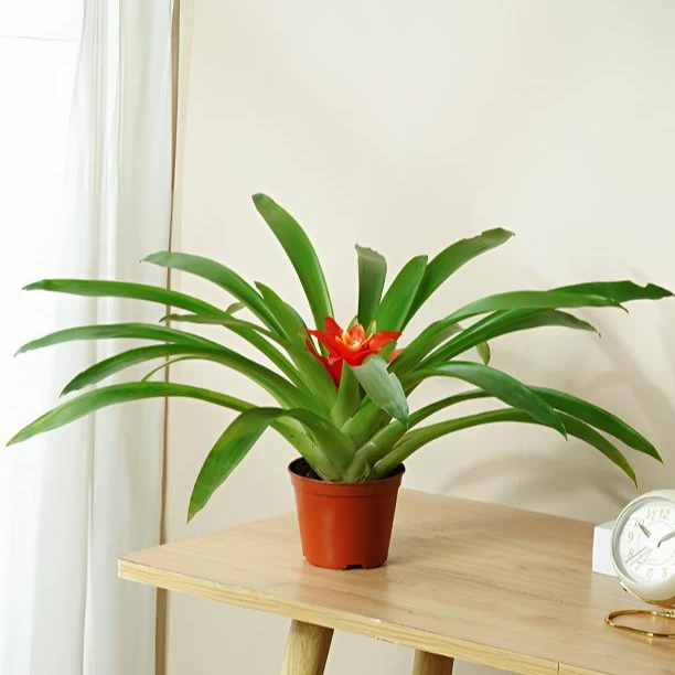 鸿运当头盆栽带花门口植物花期超长的花卉室内办公室绿植易活四季