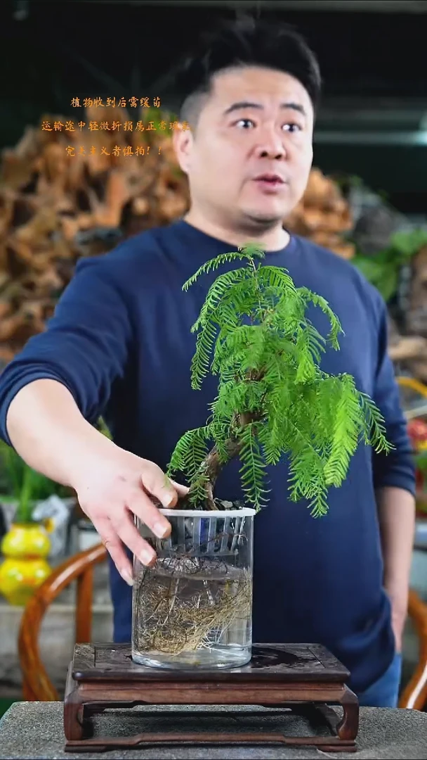 完全开放水杉120+