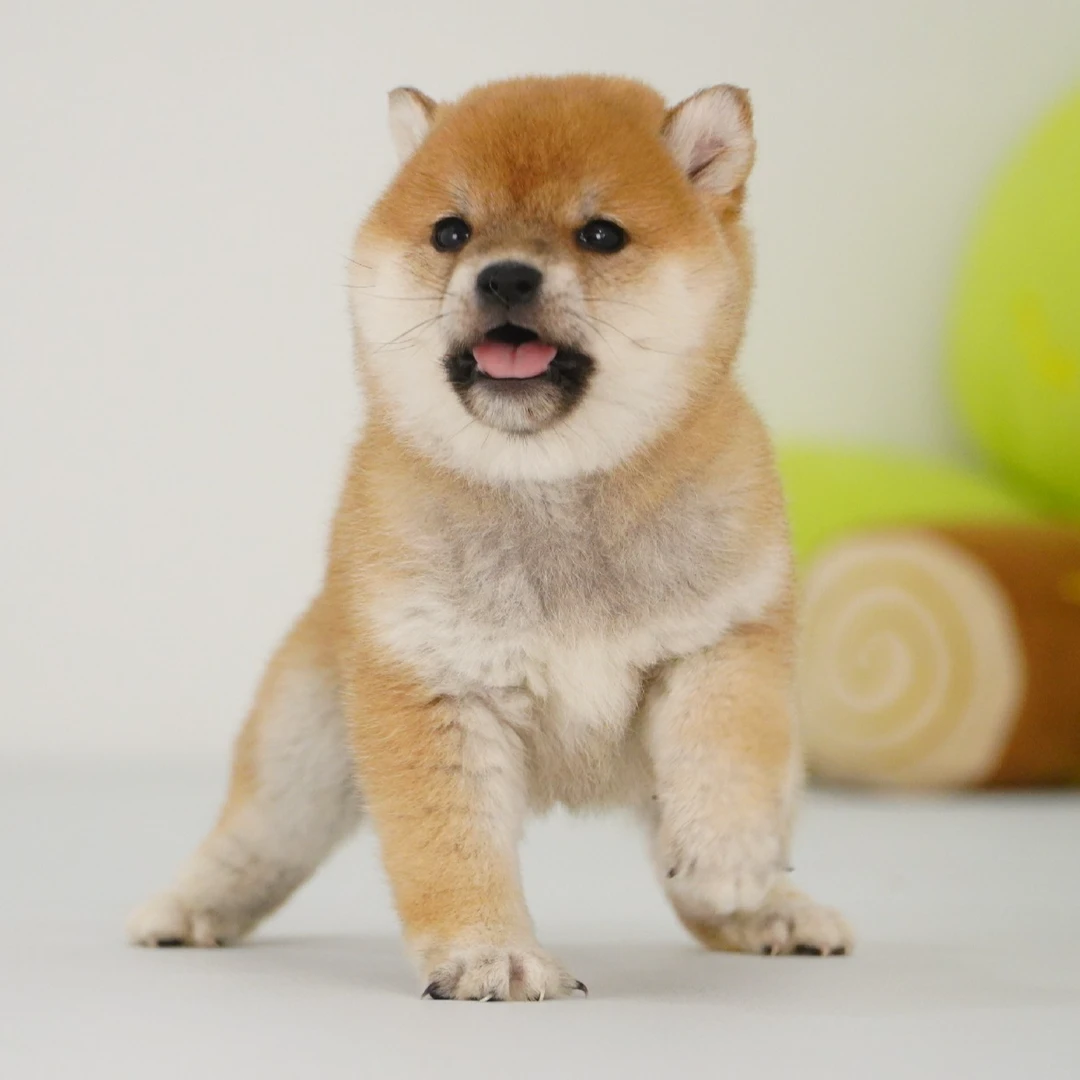 柴犬赤色母活体狗狗幼犬纯种双血统家庭宠物小型犬宠物狗