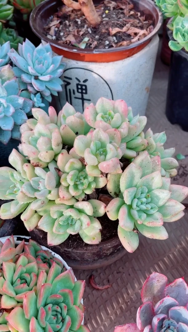 晓*运16071多肉植物一物一拍