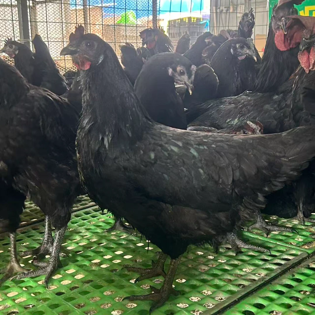 正宗散养宠物鸡五黑鸡丝毛乌骨鸡好养活颜值高2.3斤左右发货