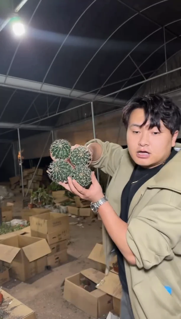 4颗 实生根 龙王 4-6cm