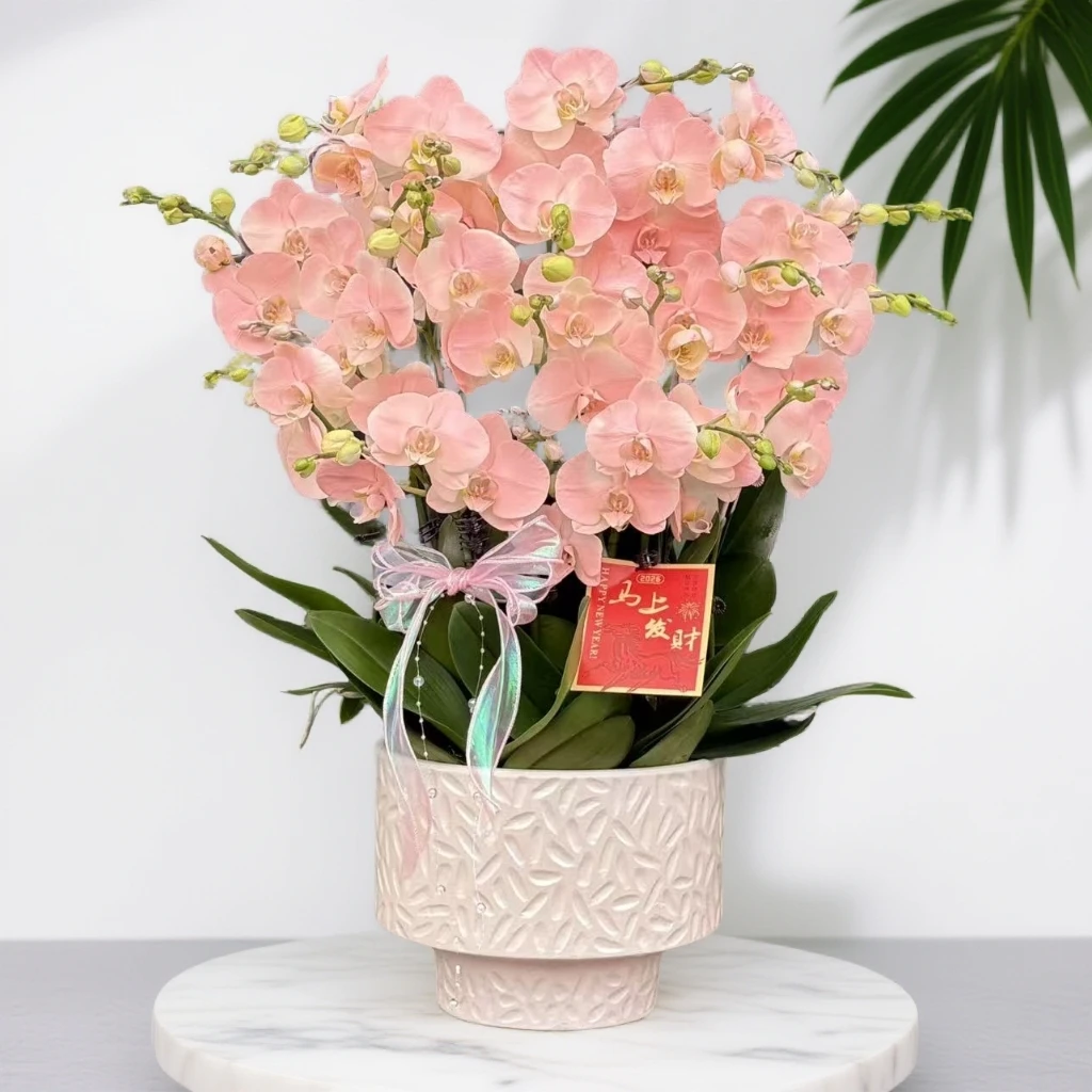 蝴蝶兰《大水蜜桃》 稀缺小众品种带香味梦幻色系爆款工艺植物上色