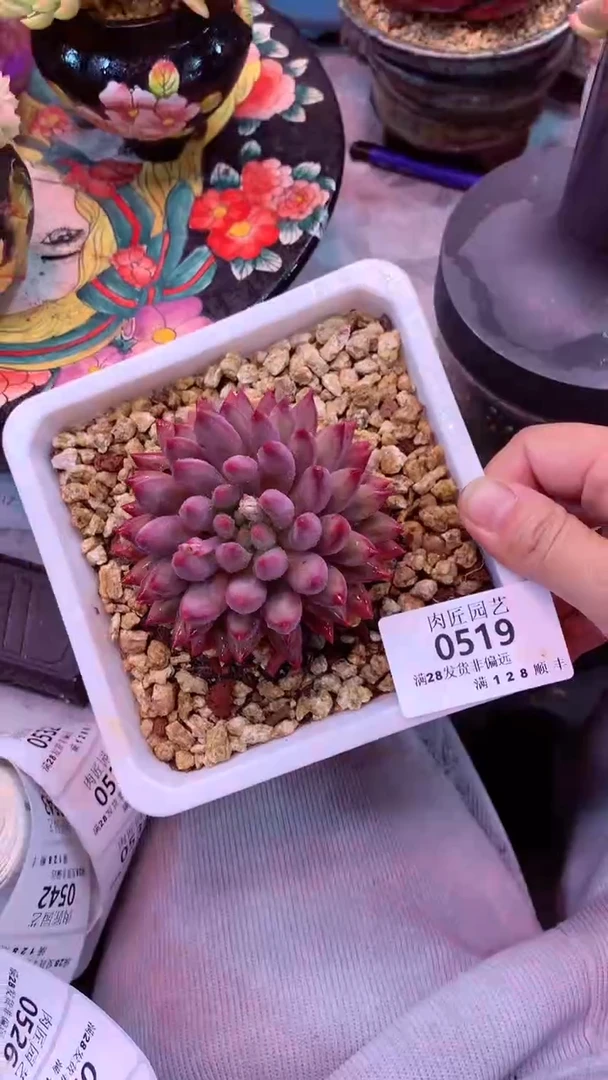覅*0519 模特区 虞美人