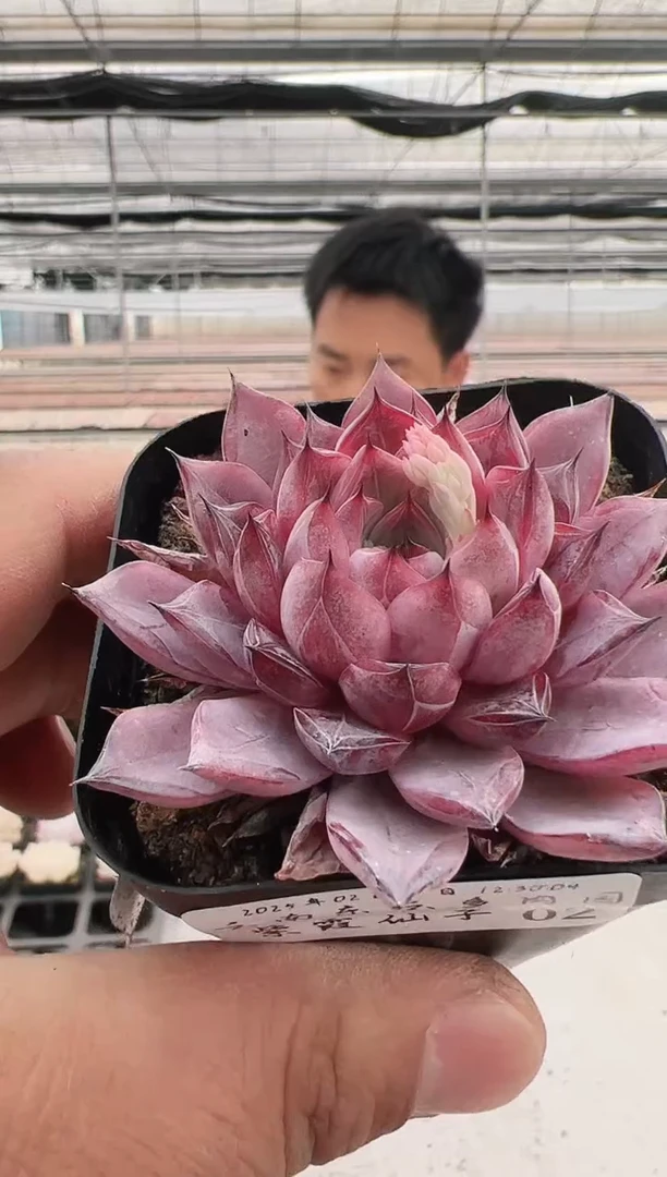 【闪购商品】紫霞仙子-2