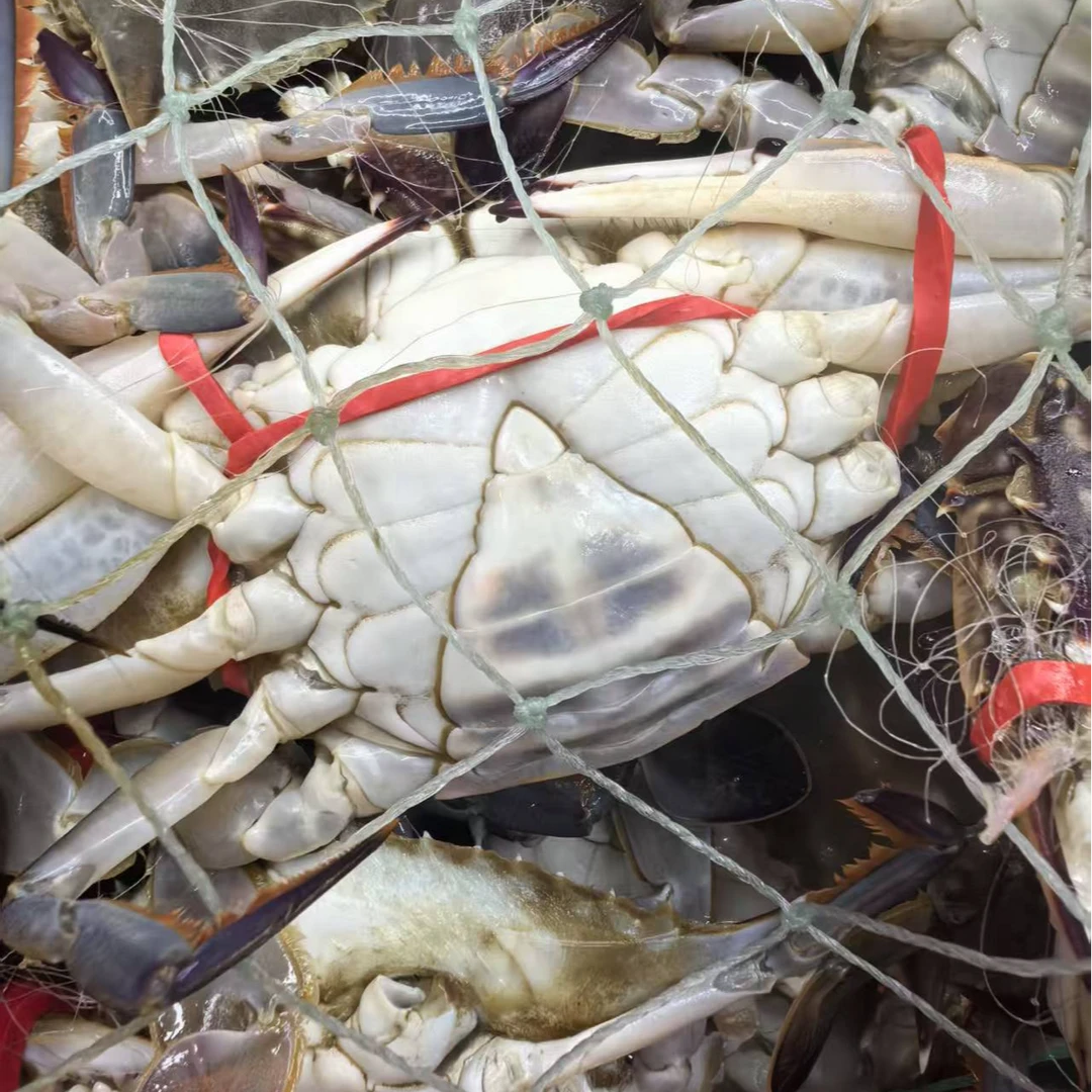 满黄母蟹  3斤 单只规格2两3两  掉爪正常【保鲜不保活】