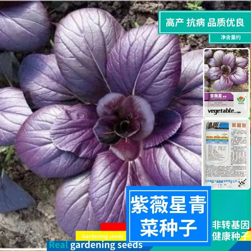紫薇星青菜种子紫油菜种籽上海苏州青四季播种盆栽易种蔬菜种子孑