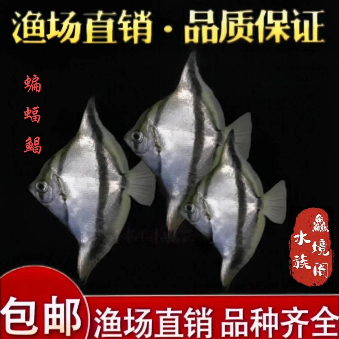 【渔场直销】蝙蝠鲳 神仙鱼 蝙蝠鱼 黄鳍鲳 热带观赏鱼淡水鱼群游鱼