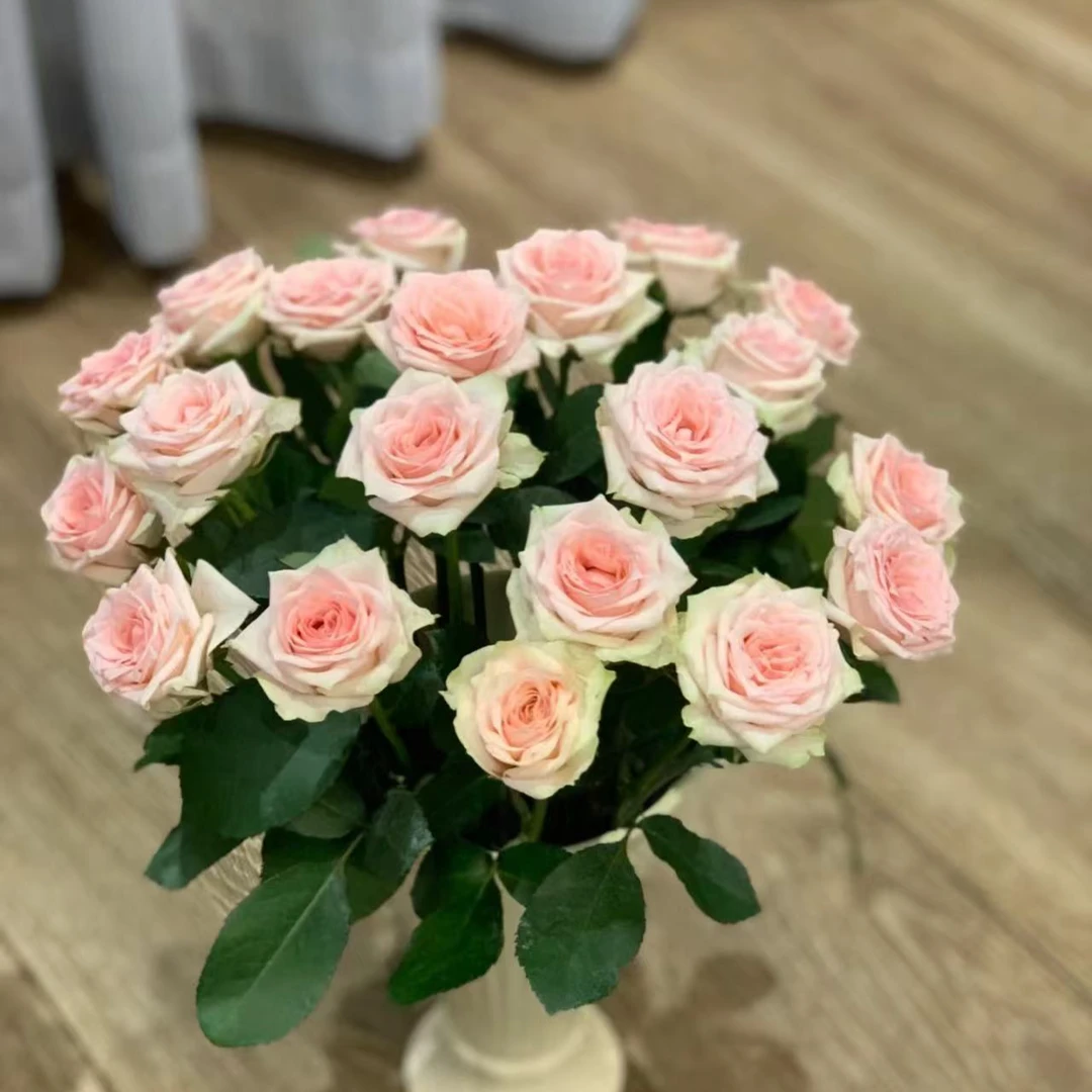 星越宝贝多头玫瑰/【0度下拍保温】