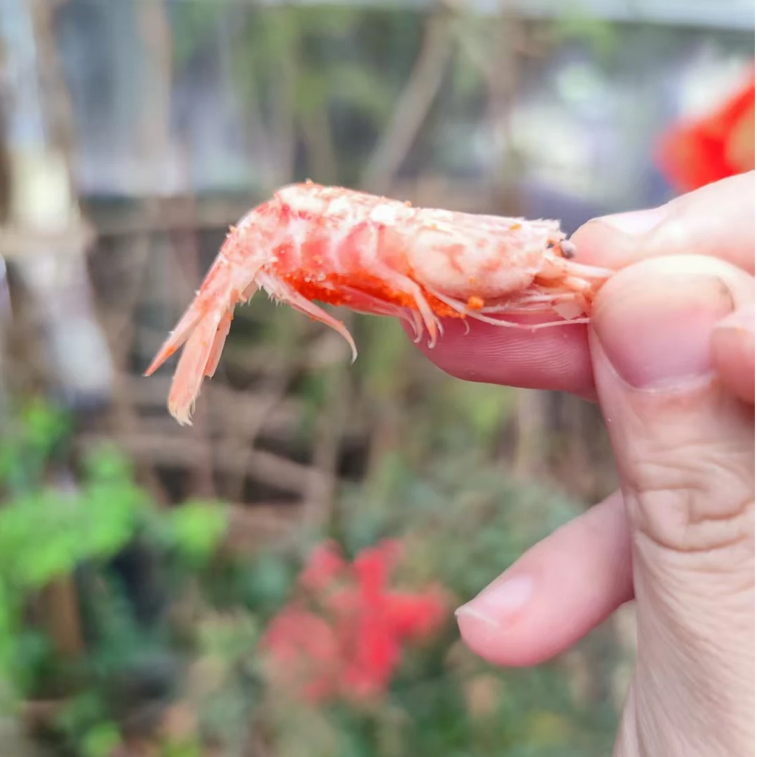 舟山带籽虾 咸密密的下饭