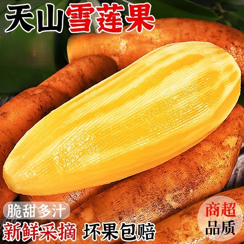 云南天山雪莲果2025年现挖脆甜多汁新鲜水果红泥沙地【坏烂包赔】
