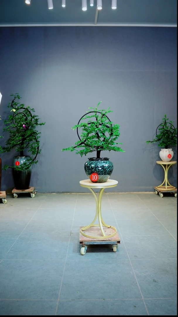 当前无花朵，栽培后可花朵不****理一物一拍绿植