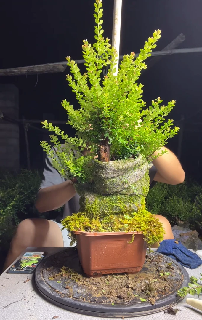 盲盒赤楠专用链接拍下不退不换