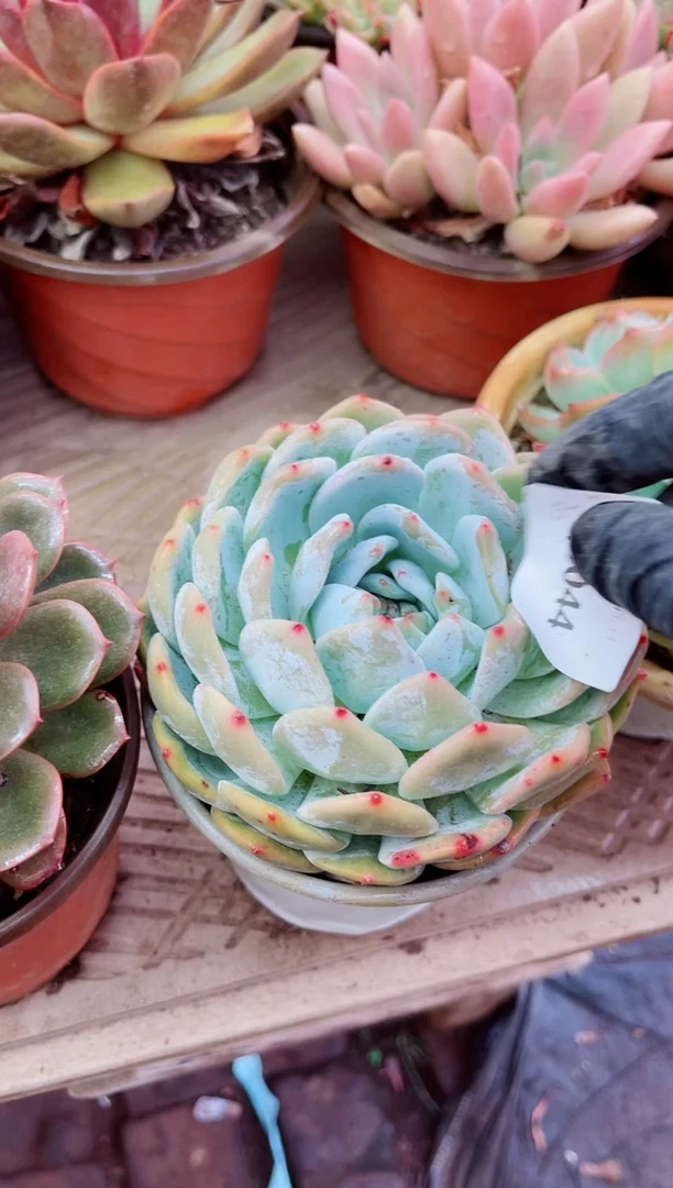 06044多肉植物一物一拍