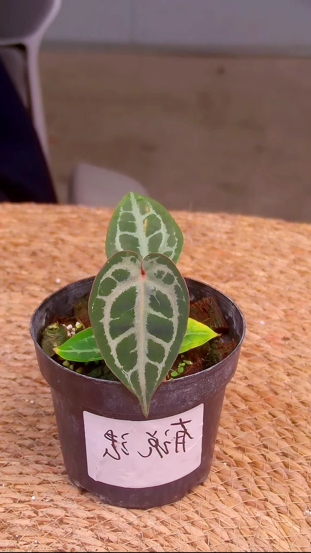 完全开放缪斯花烛