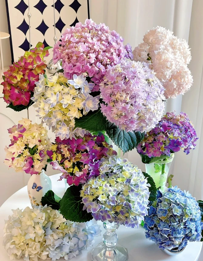 【绣球】130-170号一物一拍 任拍满三单包顺丰快递鲜切花家居花店