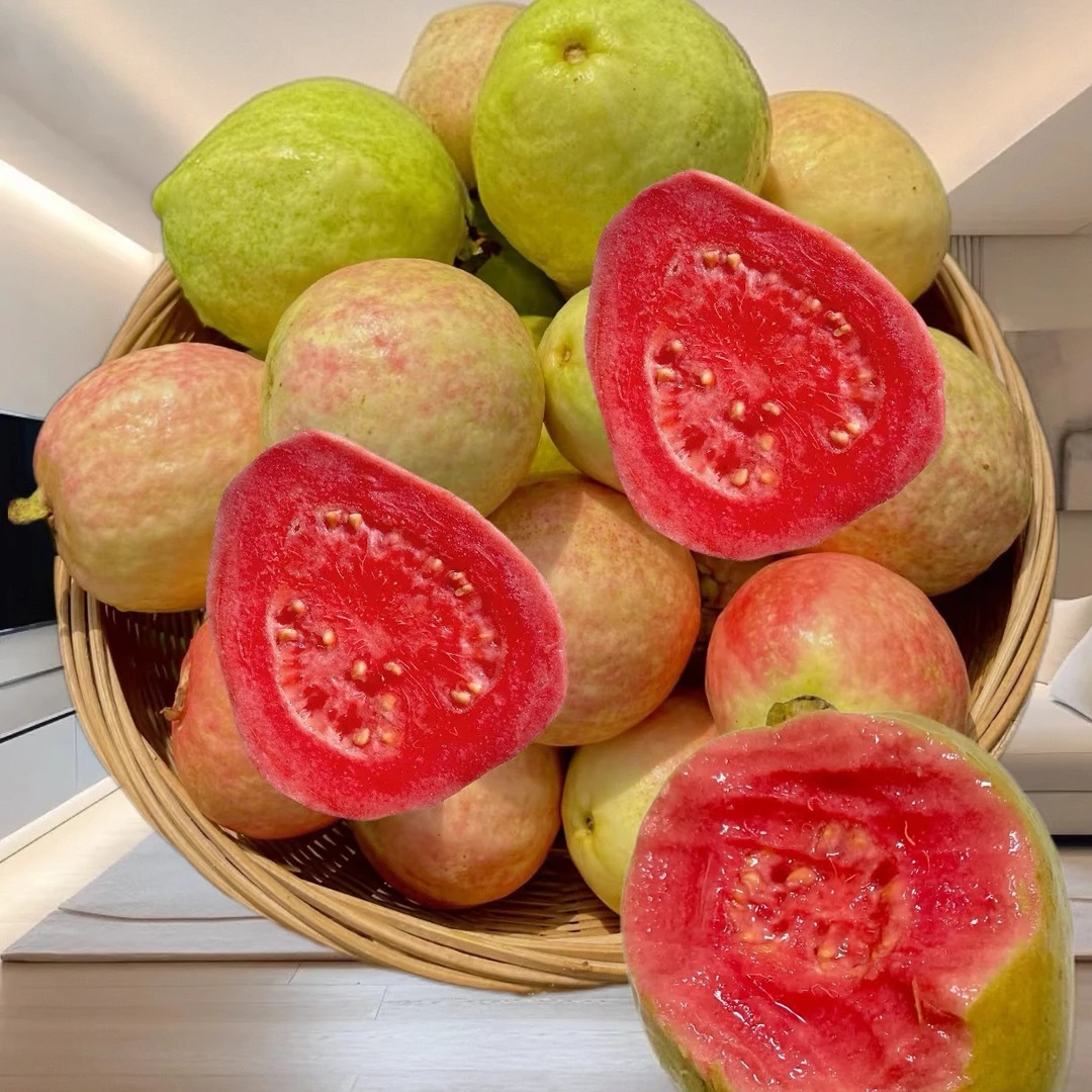 胭脂红番石榴红心芭乐白心芭乐鸡屎果苗盆栽地栽嫁接苗地苗带土球