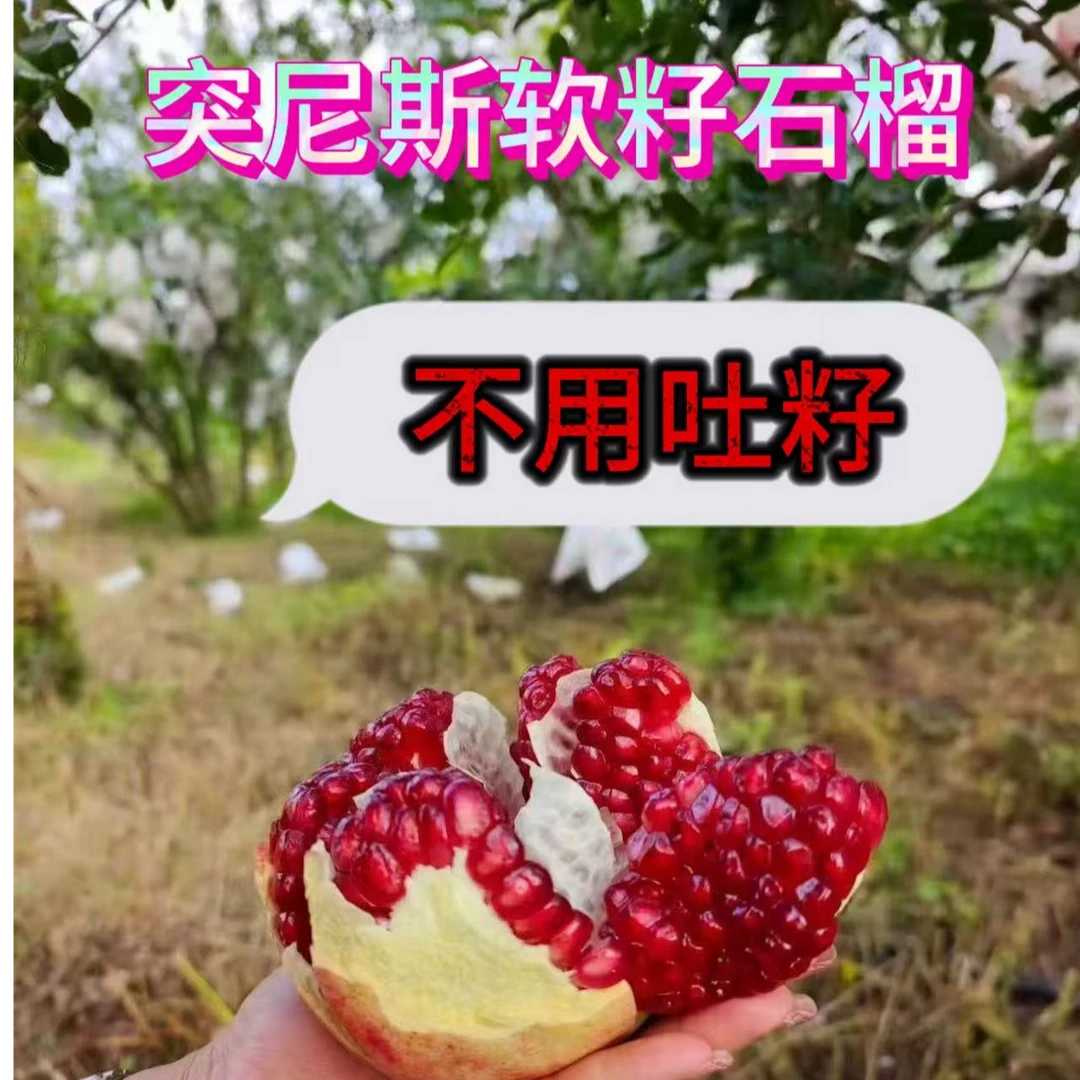 四川攀枝花软籽石榴新鲜当季水果石榴汁饱满多汁鲜甜爆汁