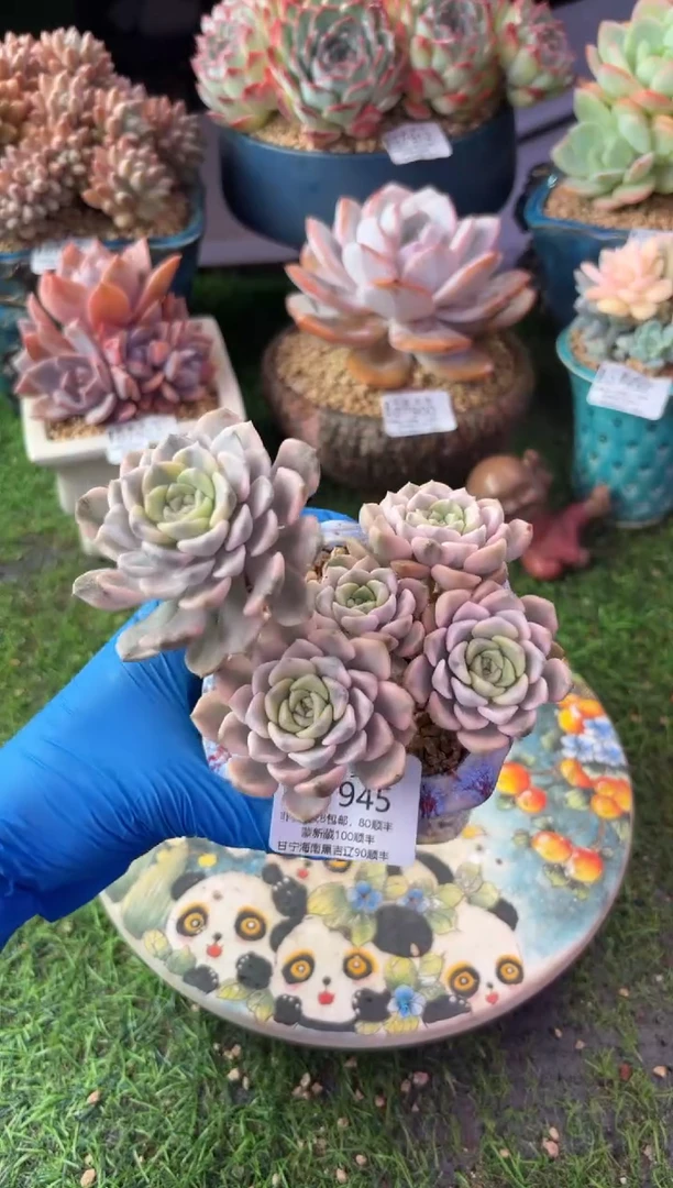 昆明印象多肉07945