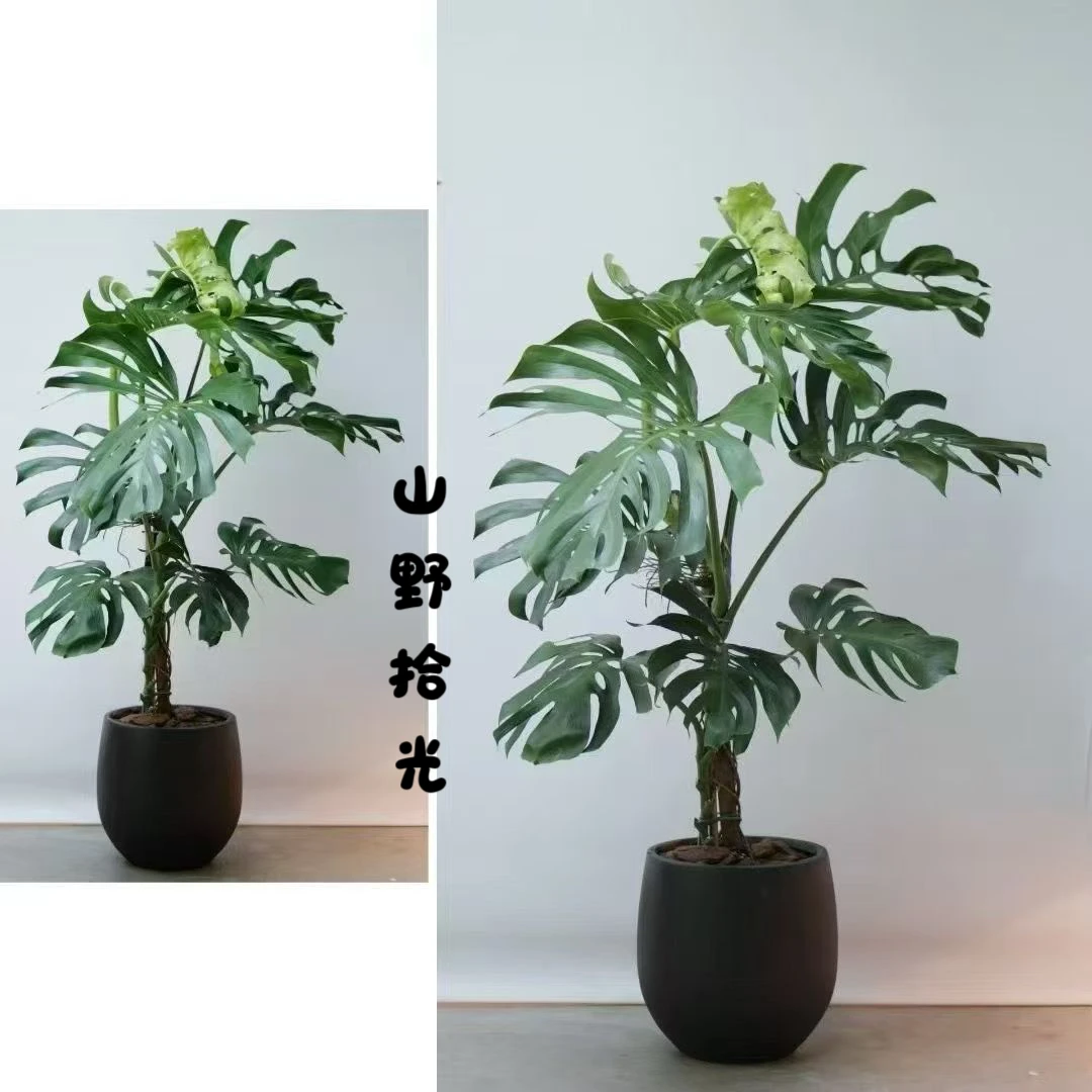 (龟背竹)老桩造型龟背竹S级好养室内大型绿植送货上门顺丰阳台