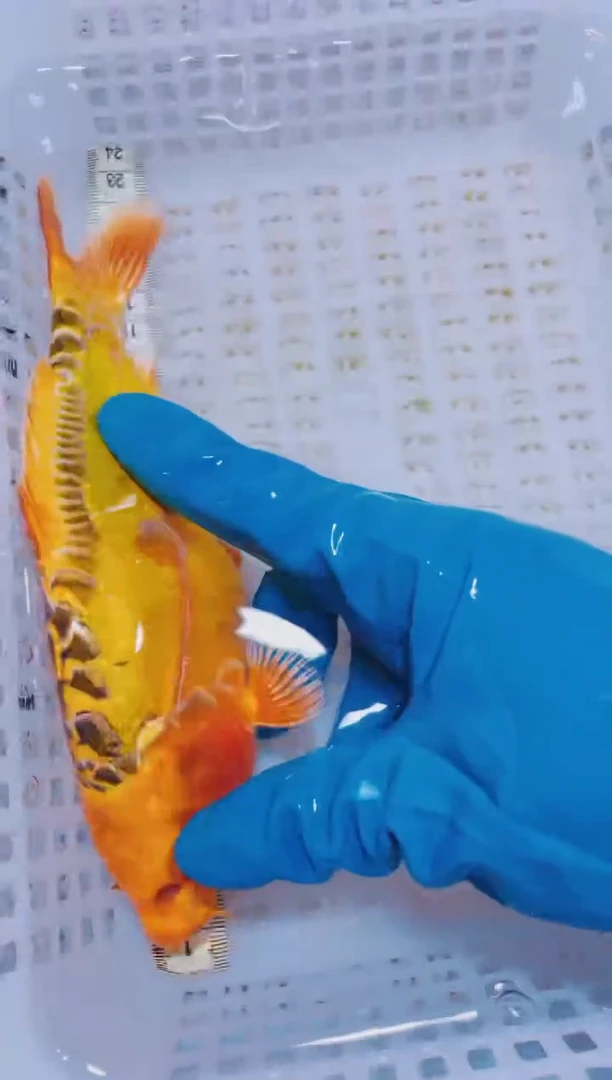 锦鲤血统锦鲤全场包邮13