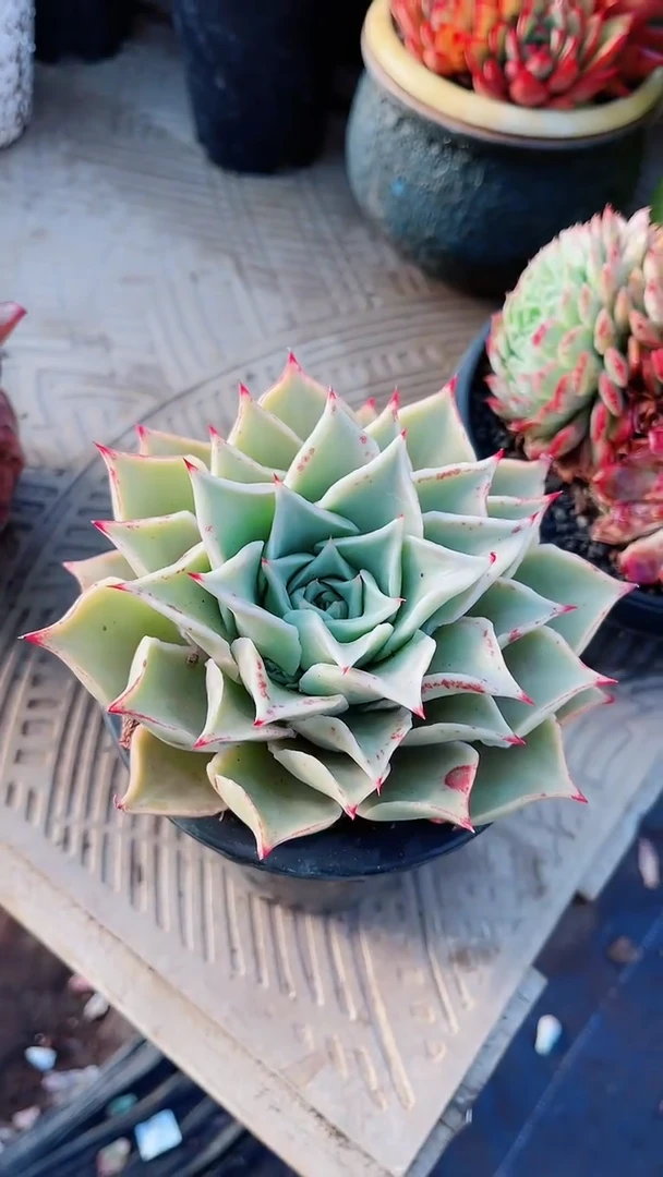 【闪购商品】18144