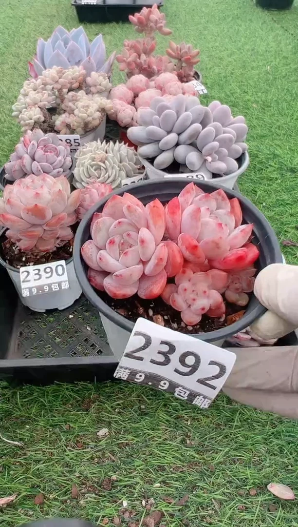 【闪购商品】信福多肉一物一拍