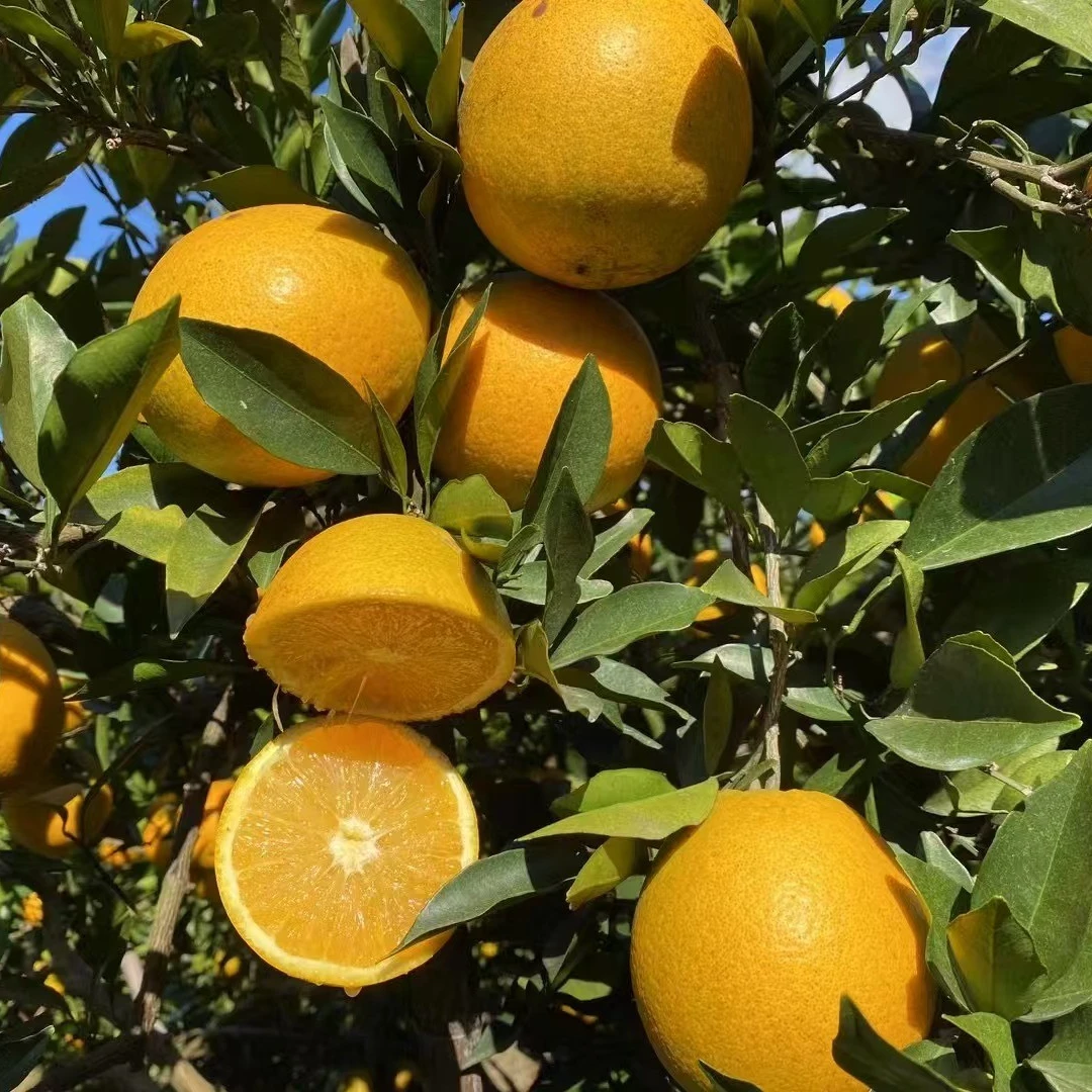 【福州配送】原生态高山老树甜橙