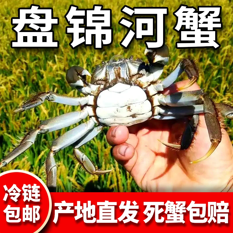 「活蟹」盘锦河蟹母蟹（1-1.3两肥蟹）23-30只3斤装一箱