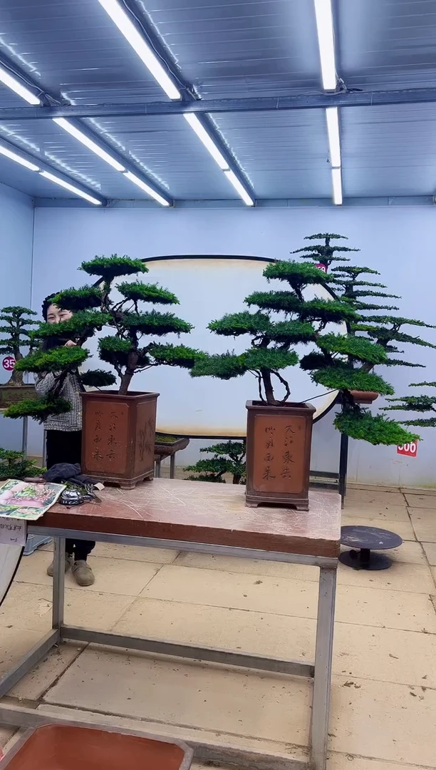 无花朵一物一拍，所见即所得