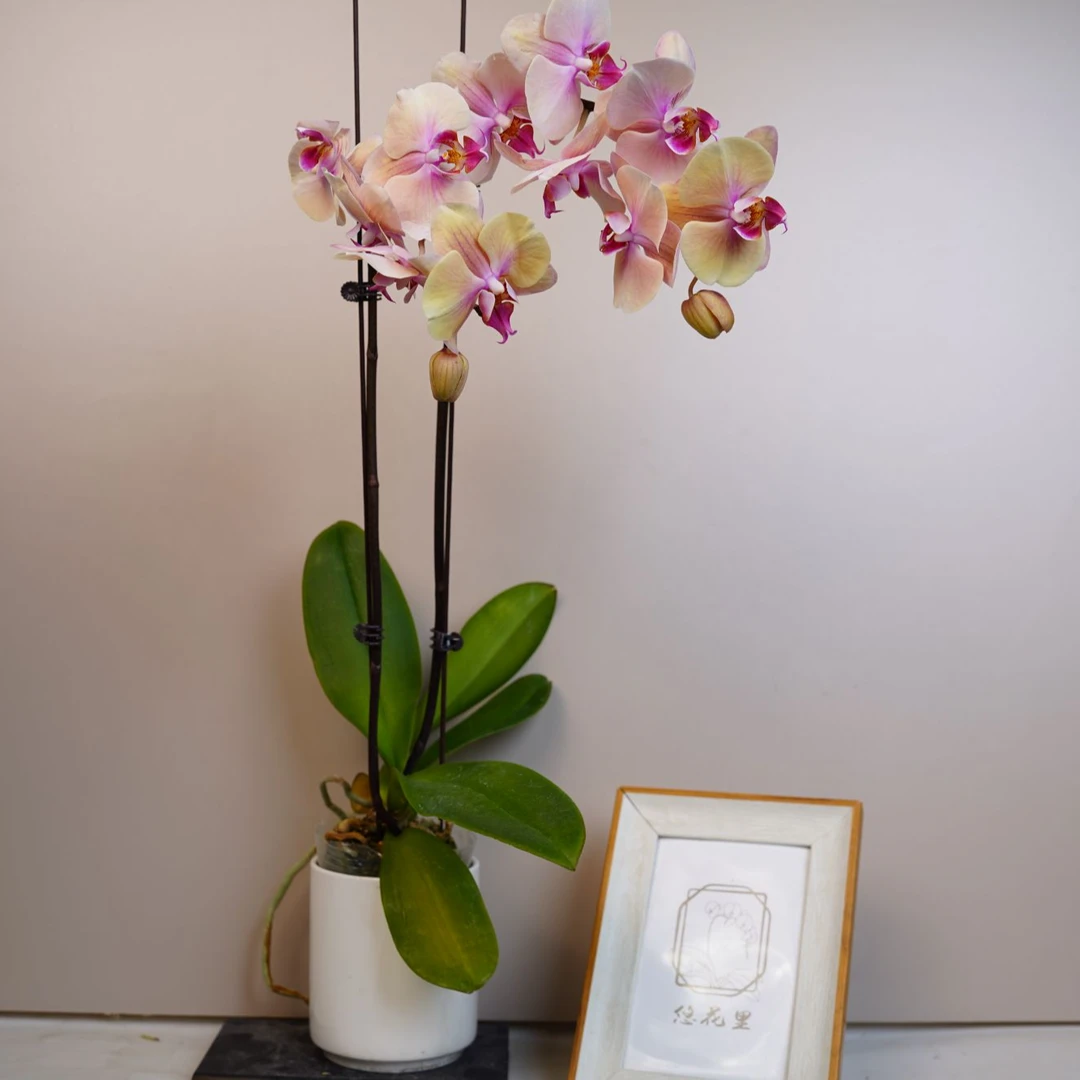 悠花里蝴蝶兰【金年代】3.0寸杯全花开花株发货