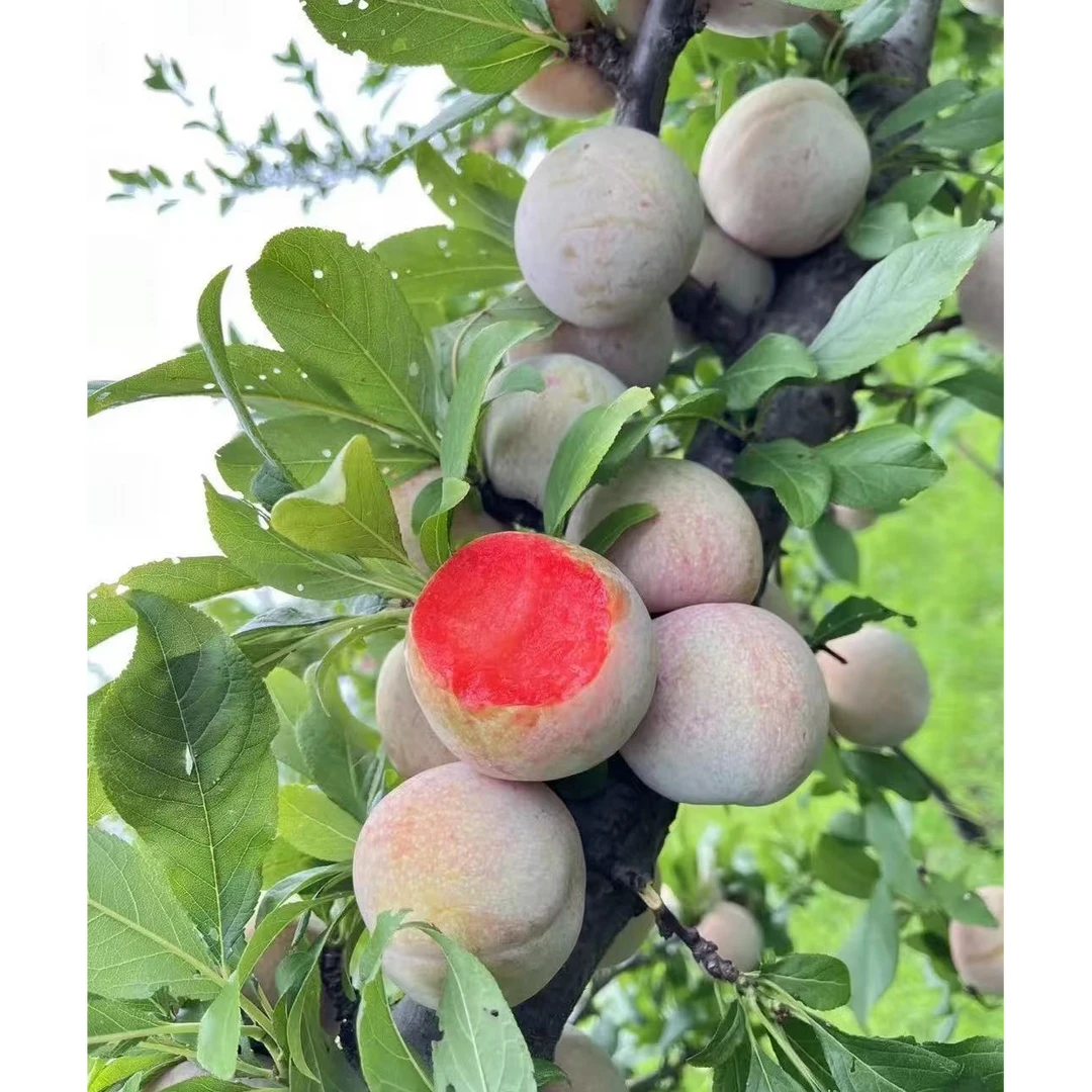 《果立方》新疆恐龙蛋李子 香甜爆汁 新鲜水果 顺丰包邮g李子同城送新疆维吾尔自治区