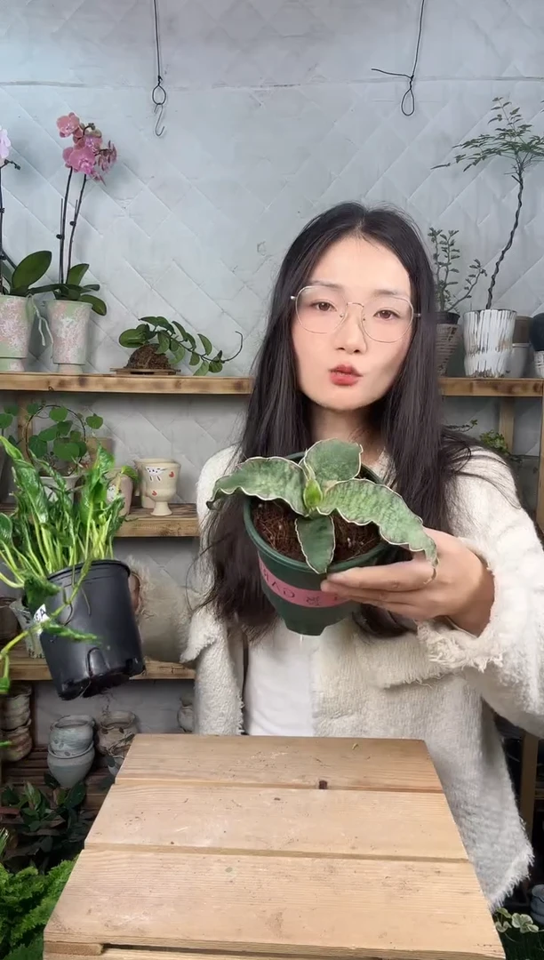 无花朵龙翼虎皮兰138