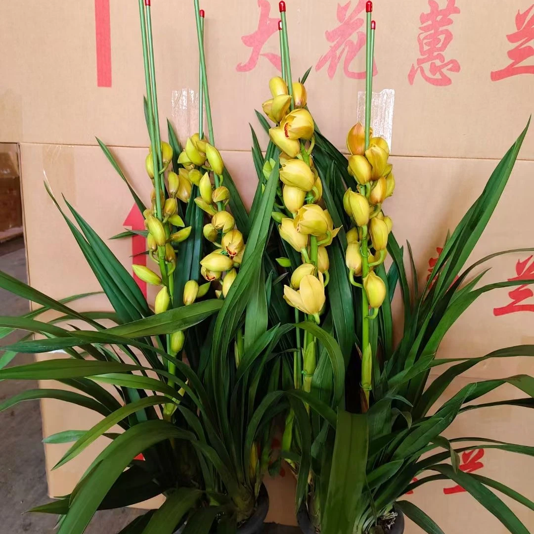 【大花蕙兰盆栽】清仓大处理直播间一物一拍--云南基地直发