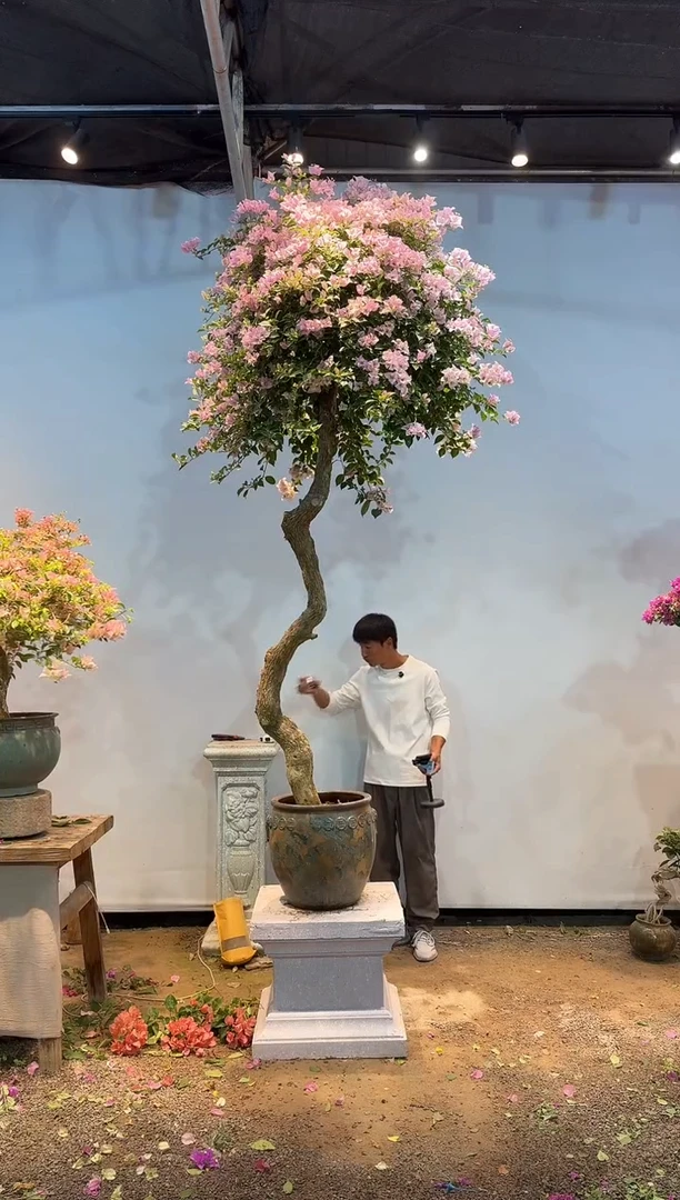 全部花朵老*三角梅77