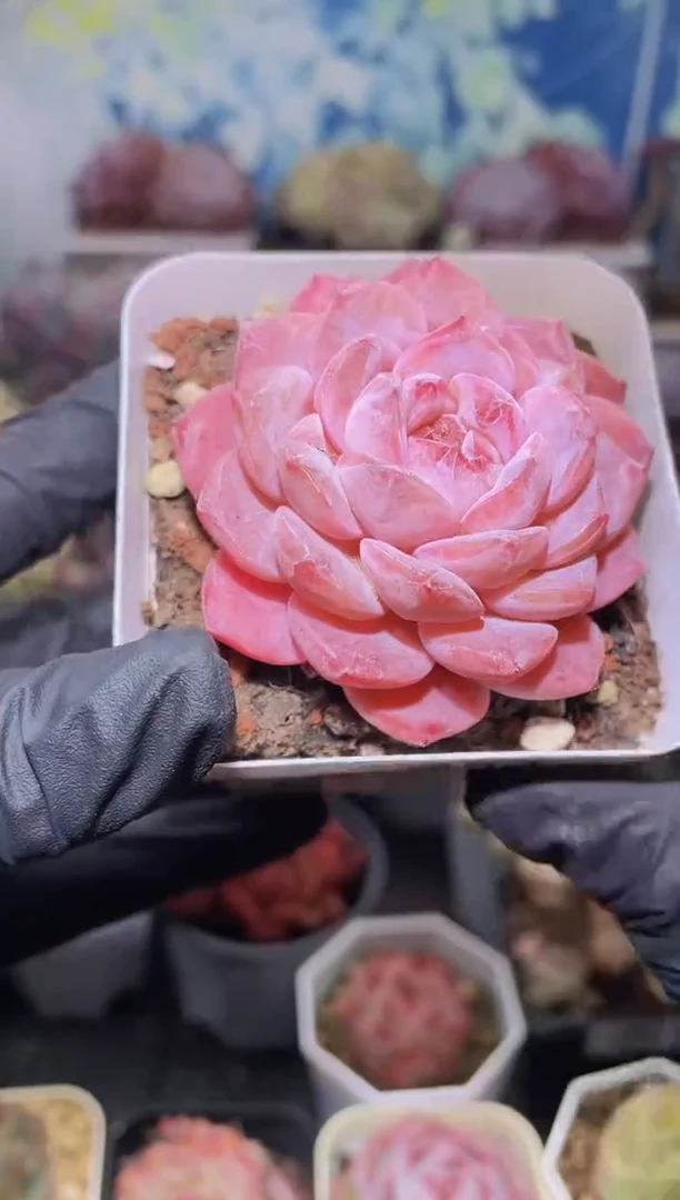 【闪购商品】083桃花琥珀多肉