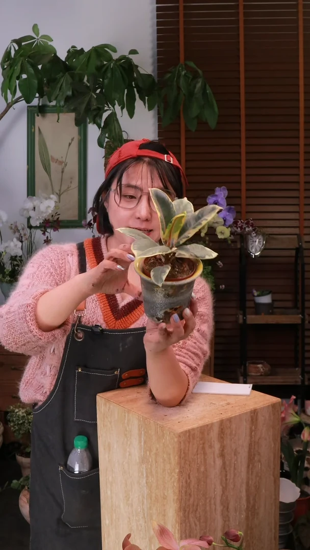 无花朵 橡皮树 带盆 顺丰包邮 不包售后