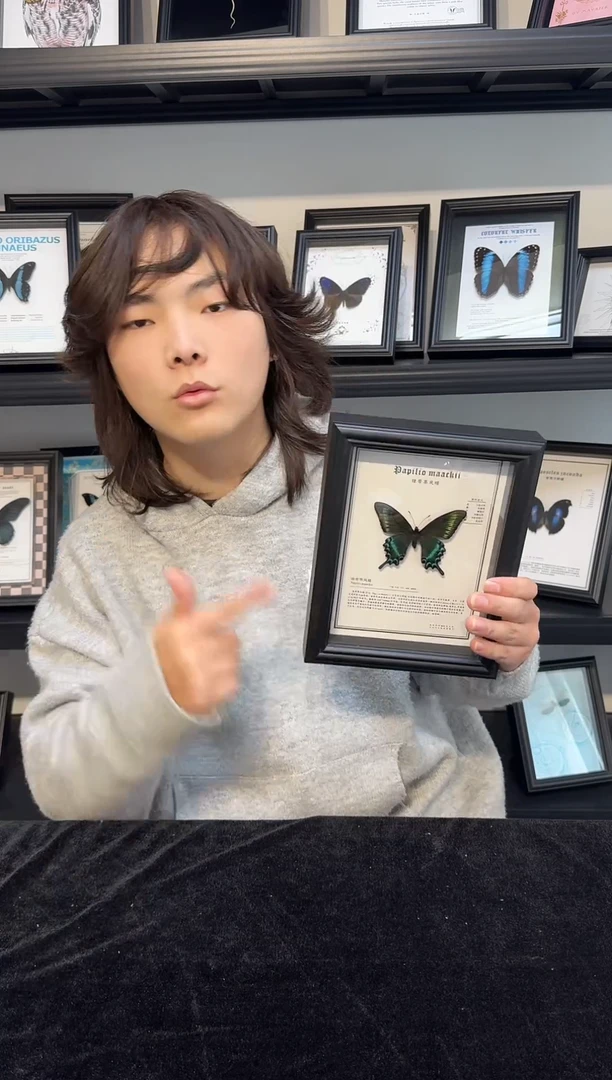 玻璃真实蝴蝶标本