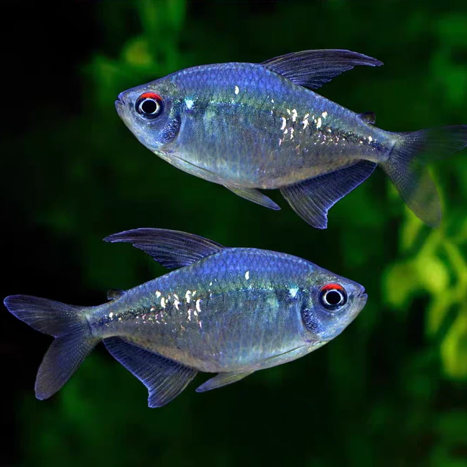 南美钻石灯鱼闪光直线脂鲤南美进口小型淡水鱼群游鱼活体