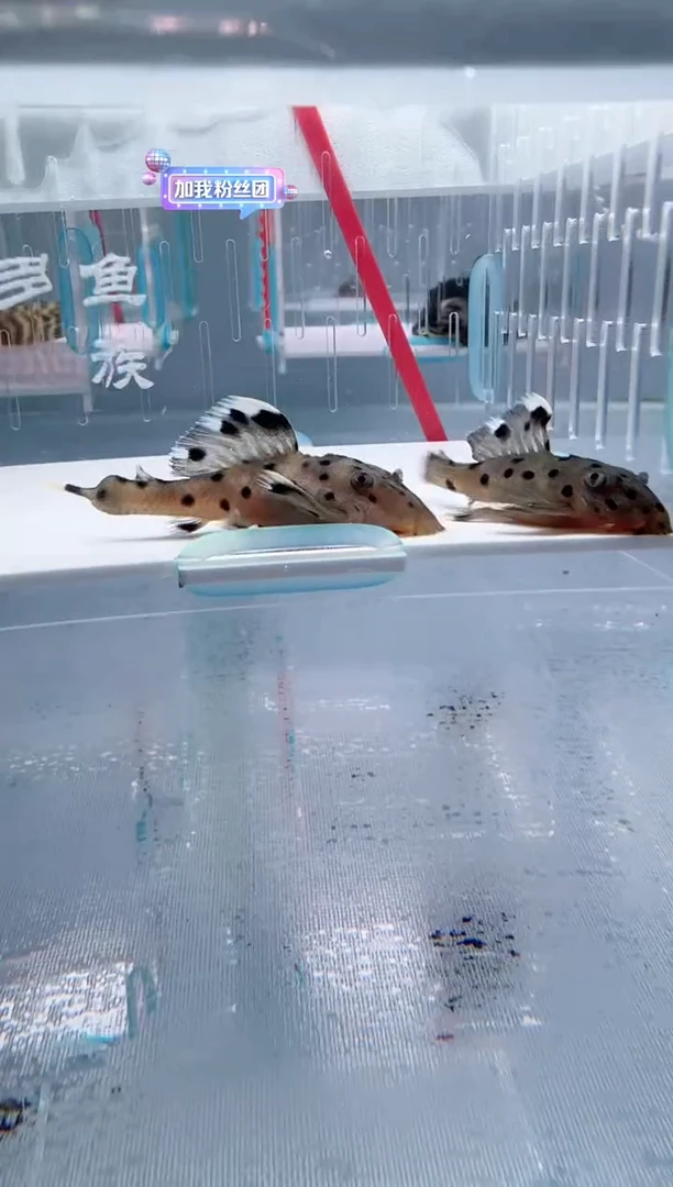 清道夫畸形 不包入缸损6