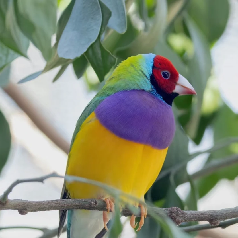 【精品】七彩文鸟唱歌的宠物鸟活鸟手养鸟