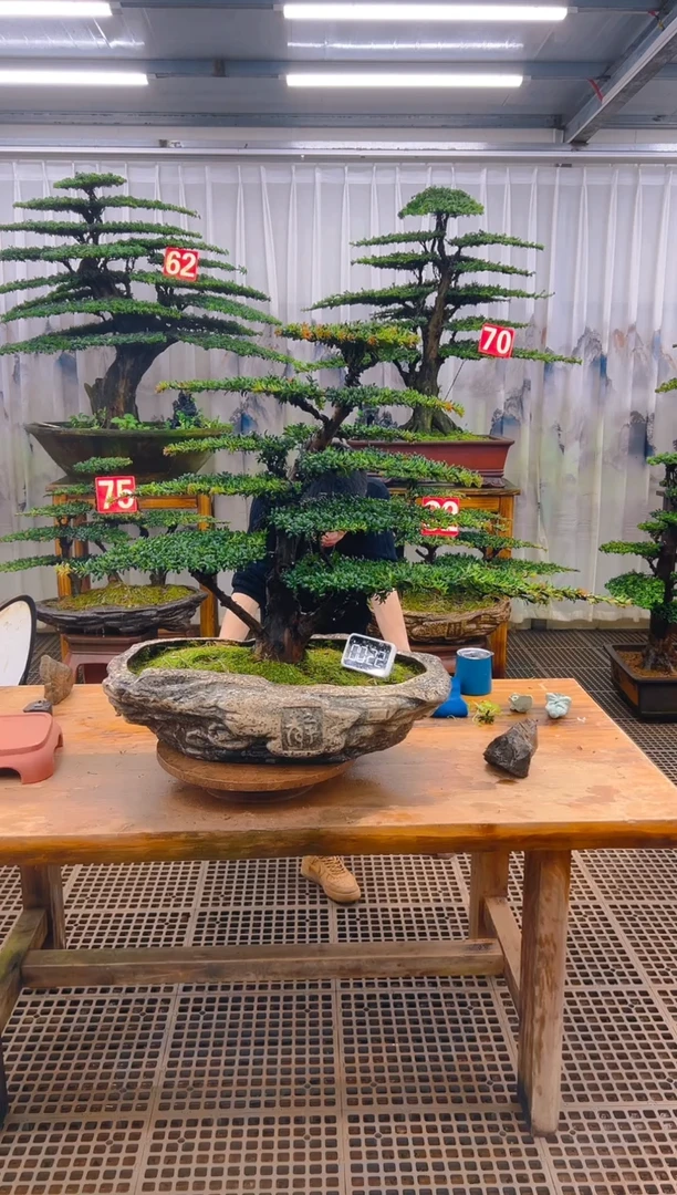 无花朵精品盆景直播间一物一拍