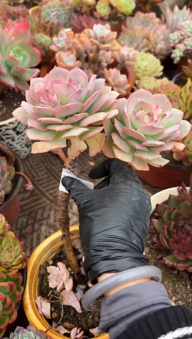 小*拉多肉植物一物一拍19299