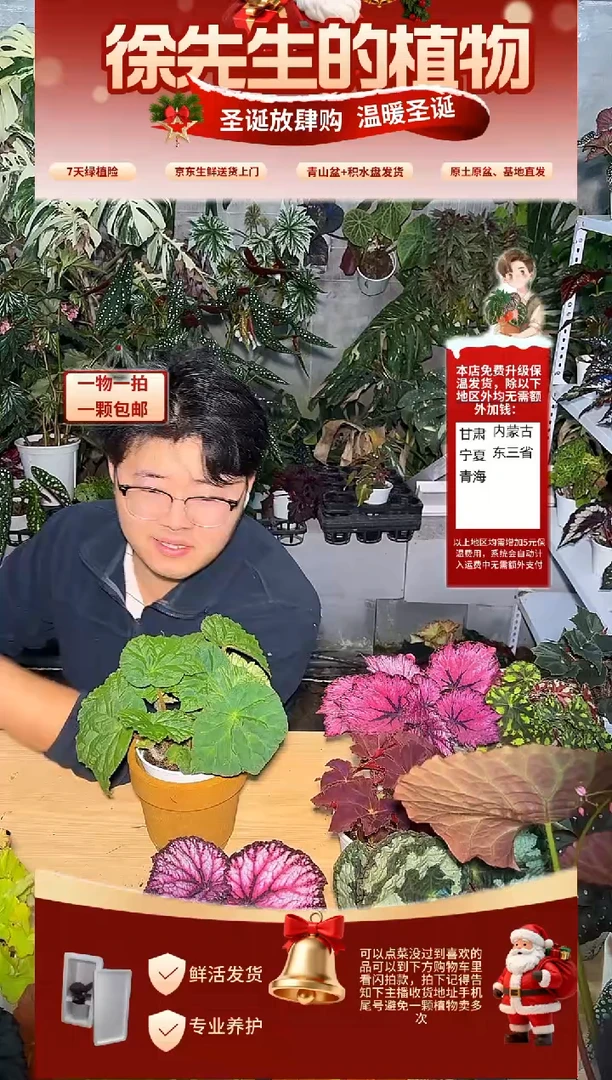 完全开放绿鹿寨秋海棠