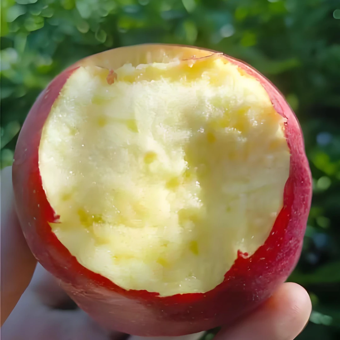 新疆阿力麻里粉甜苹果自然成熟