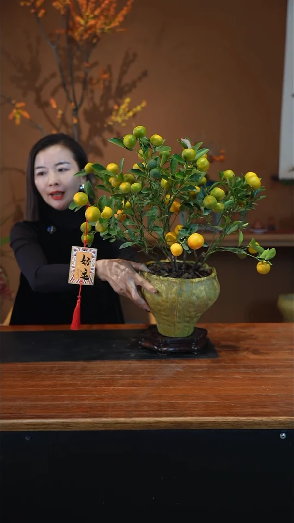 全部花朵小金橘黄盆盆景盆景盆景