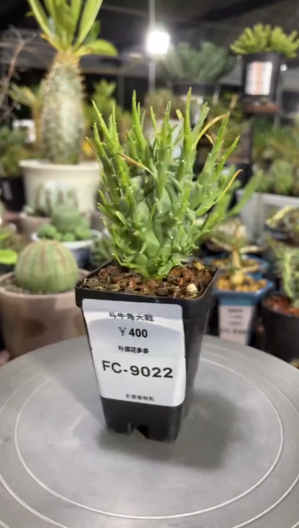 斗牛角大戟FC-9022