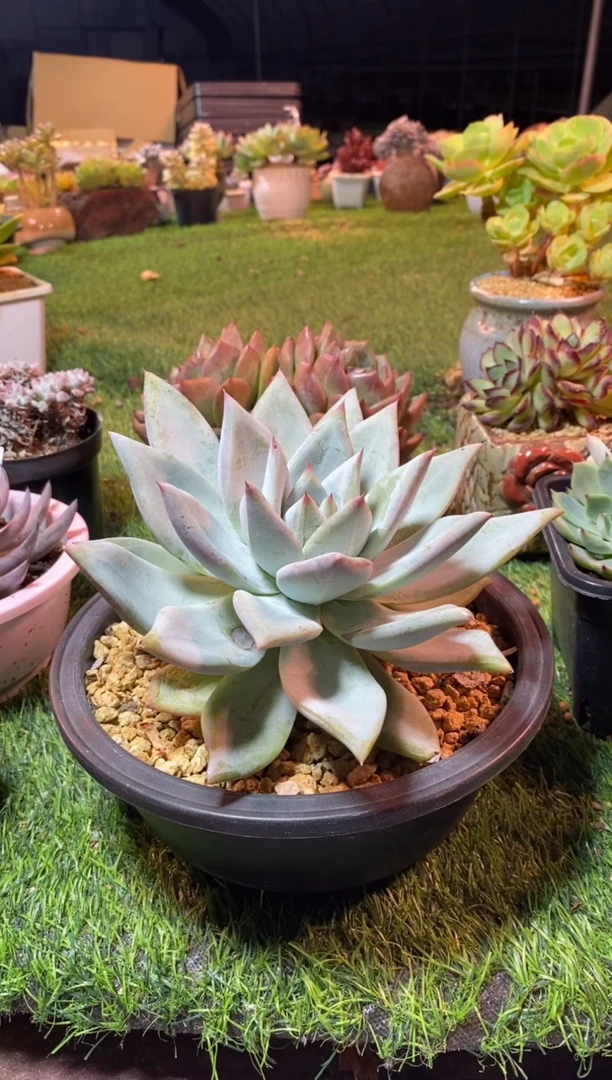 0794（满28包邮发货）