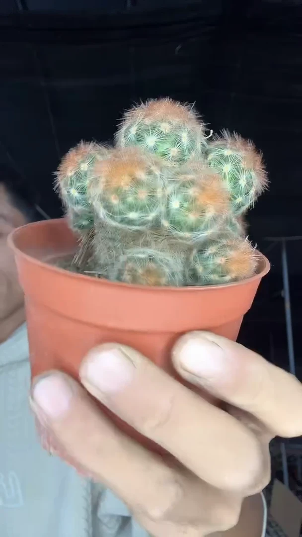 实生嘉文丸群49.99配货看图